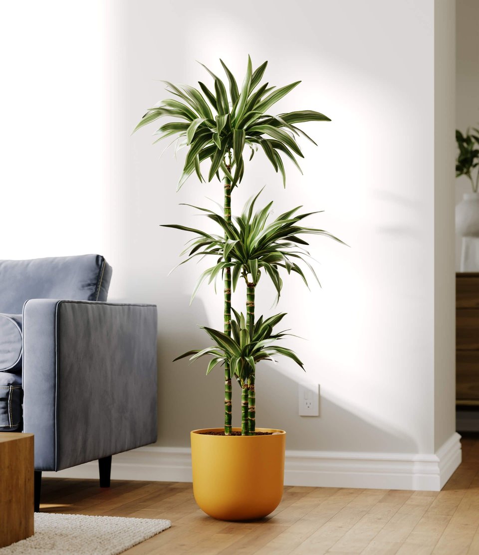 3D Visualization of a Mustard Plant Pot Styled As a Hero Shot in a Contemporary Setting